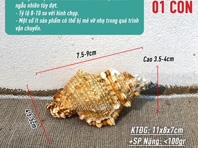 Vỏ ốc tù và cỡ nhỏ 7-10cm VOOC-TUVA-01